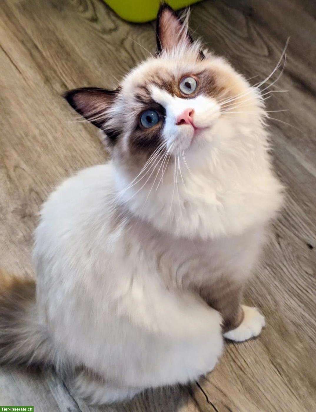 Bild 5: Britisch Langhaar x Neva Masquarade Mix Kitten