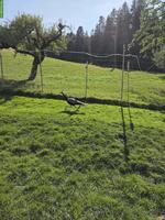 4-jähriger Pfau zu verschenken