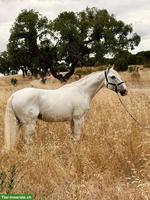 Lieber Lusitano Wallach, 12-jährig