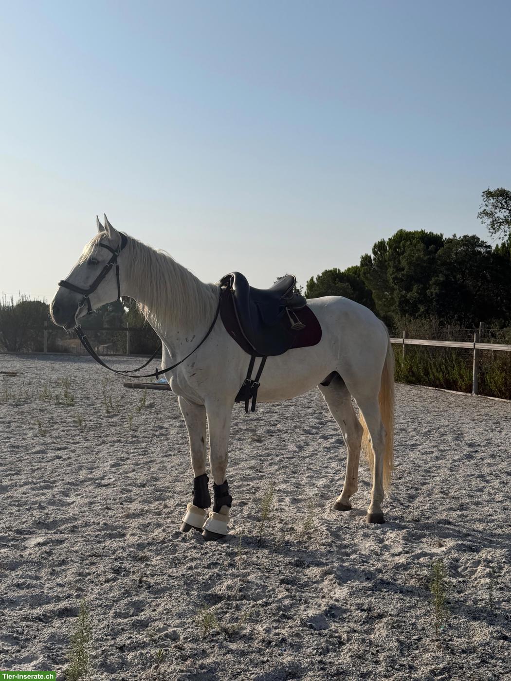 Bild 2: Lieber Lusitano Wallach, 12-jährig