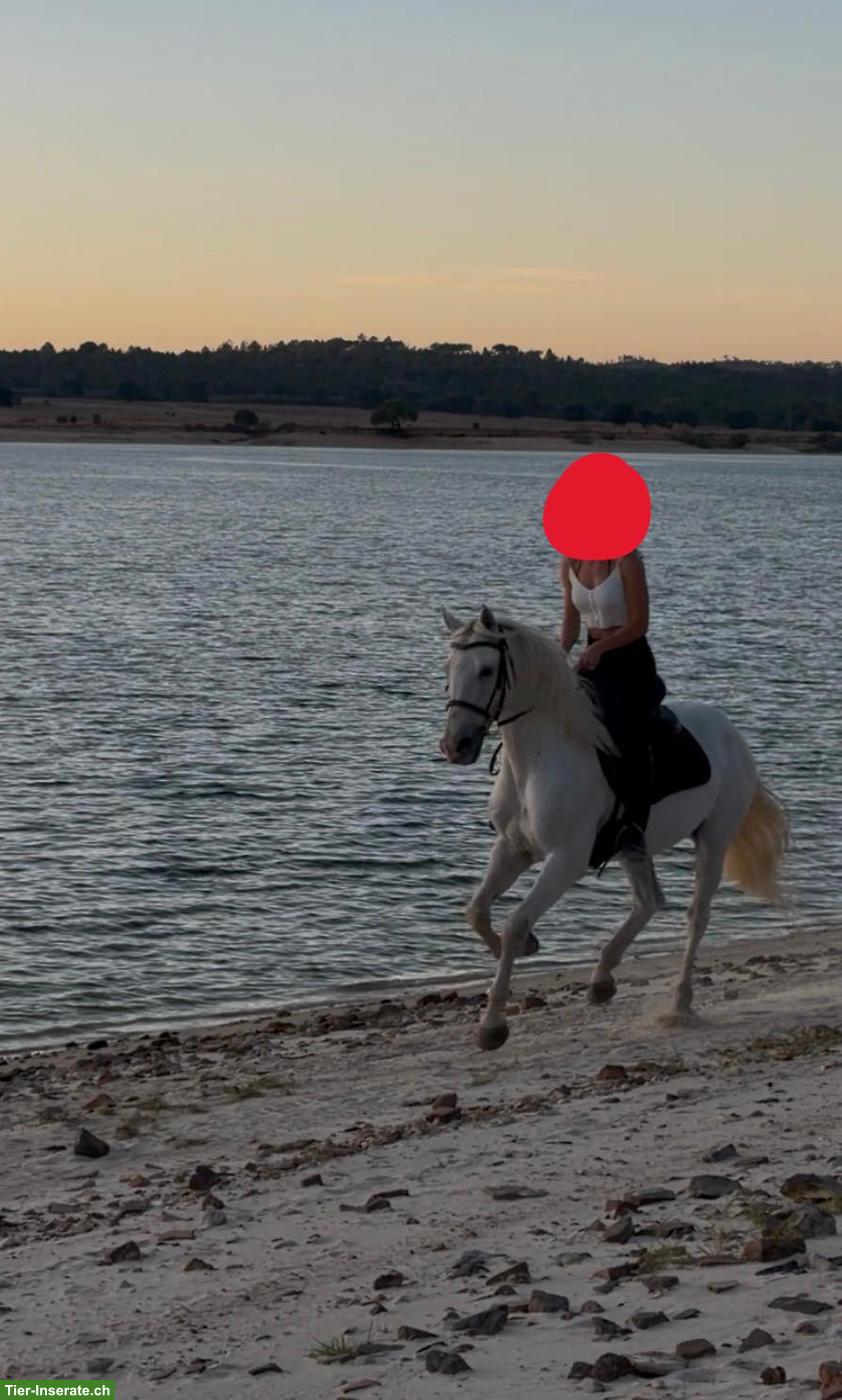 Bild 3: Lieber Lusitano Wallach, 12-jährig