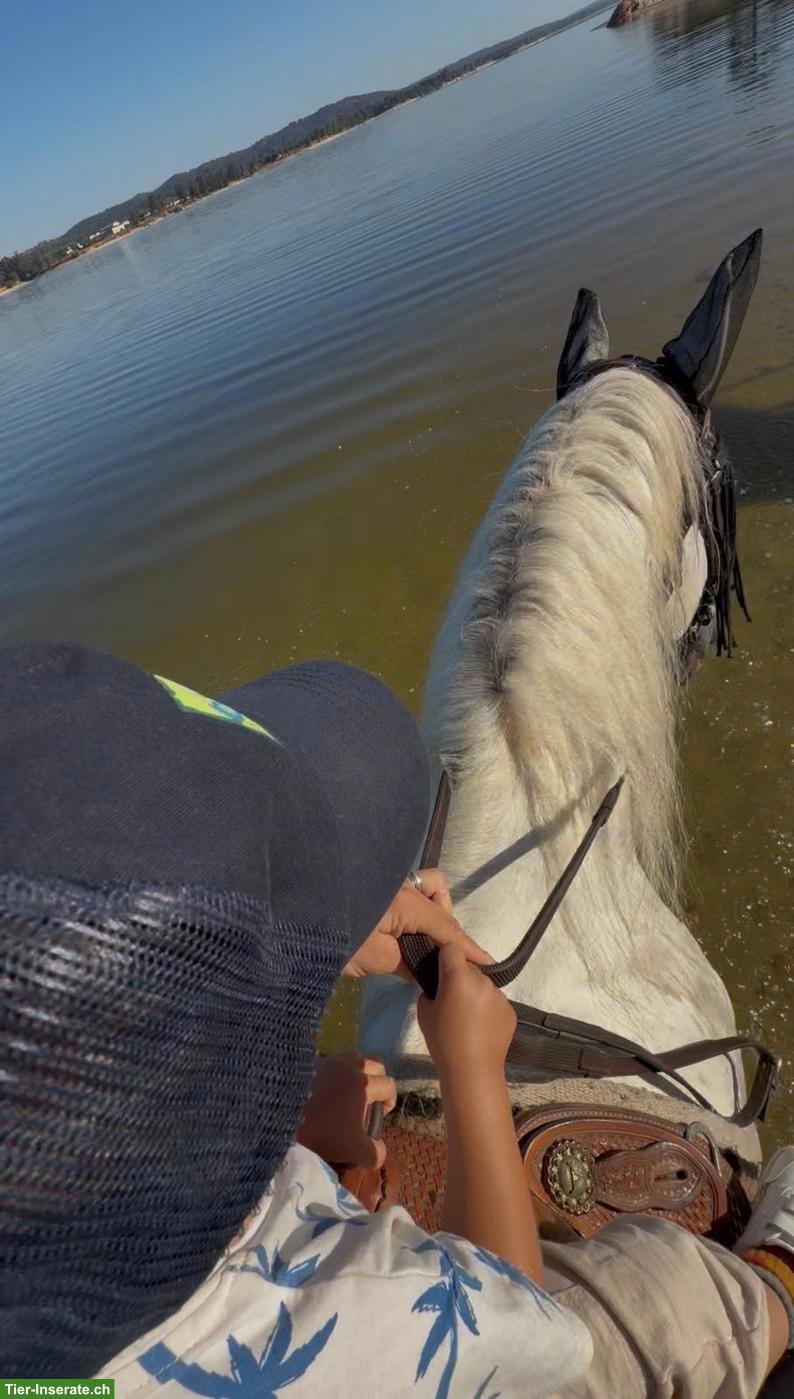 Bild 4: Lieber Lusitano Wallach, 12-jährig