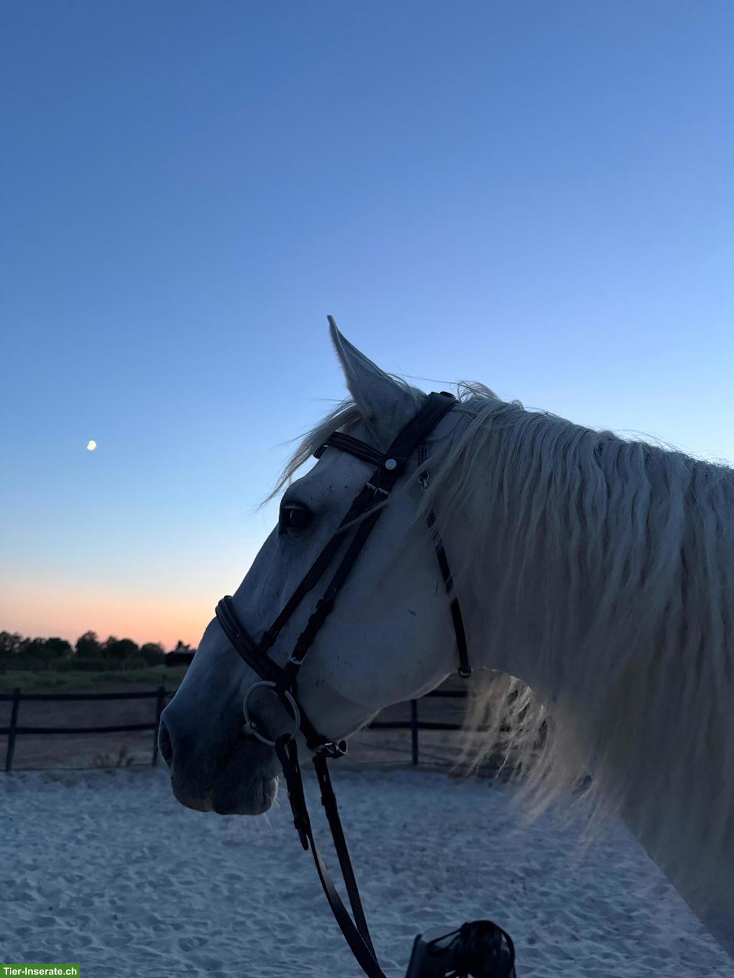 Bild 5: Lieber Lusitano Wallach, 12-jährig