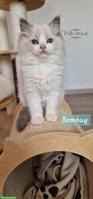 Ragdoll Kitten mit Stammbaum, Nähe Basel