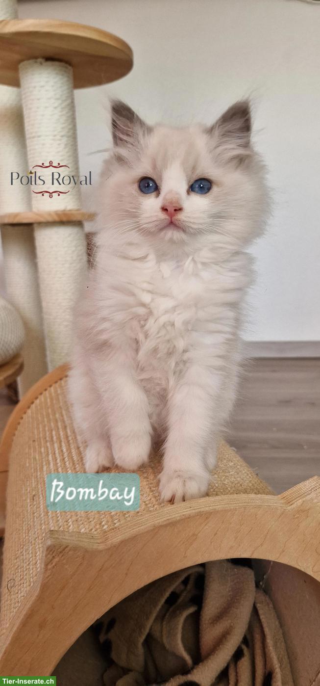 Bild 2: Ragdoll Kitten mit Stammbaum, Nähe Basel