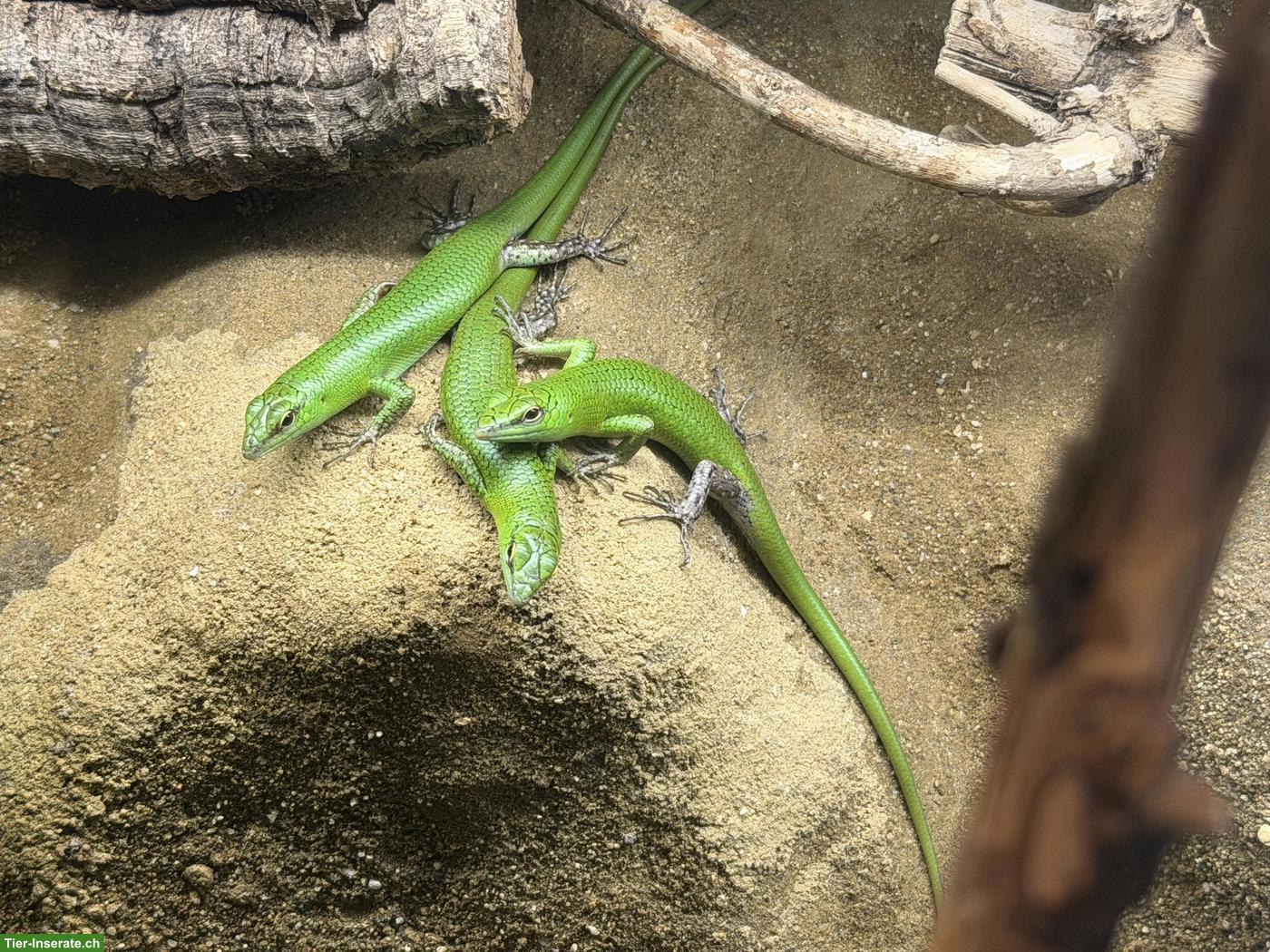 Bild 2: Smaragdskink Lamprolepis smaragdina