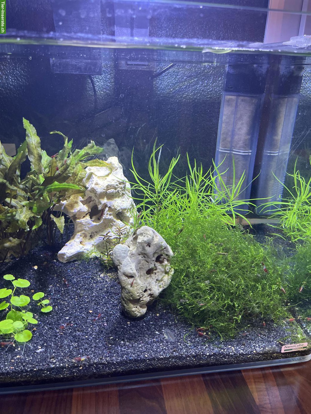 Suche Endler Guppy Basel-Landschaft