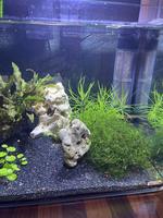 Suche Endler Guppy Basel-Landschaft