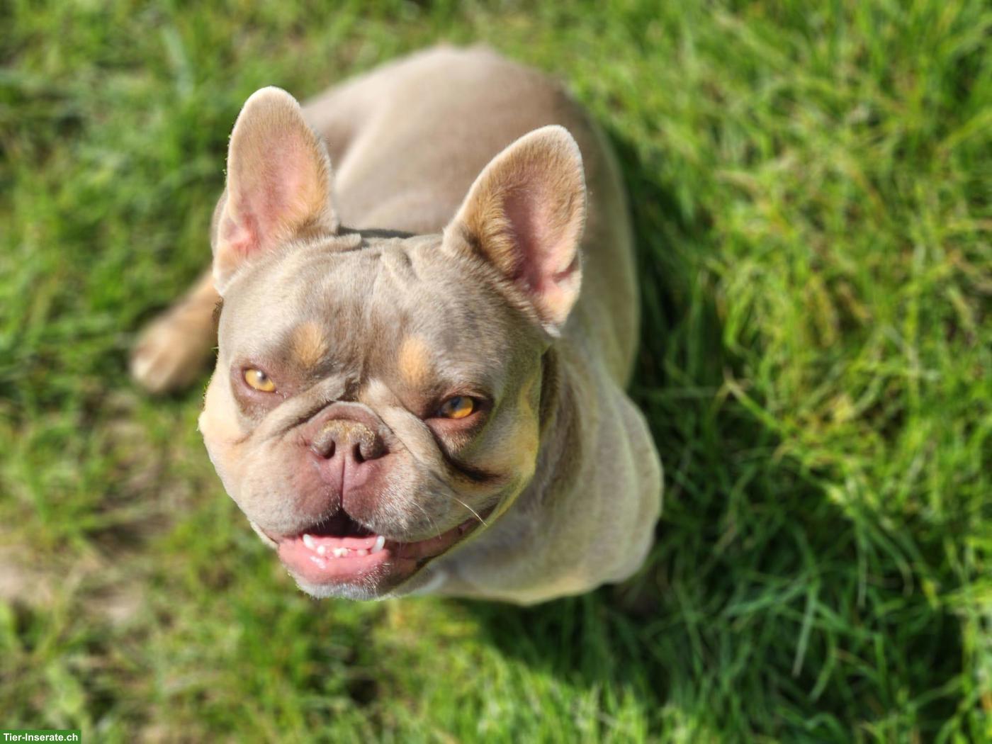 Französische Bulldogge Hündin sucht Zuhause