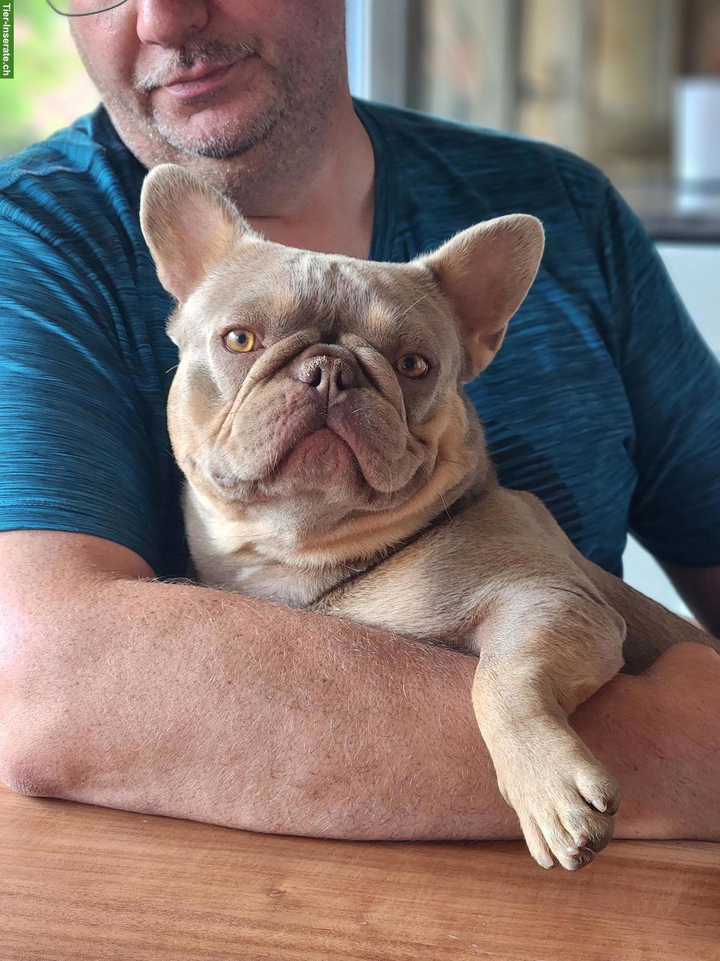 Bild 2: Französische Bulldogge Hündin sucht Zuhause