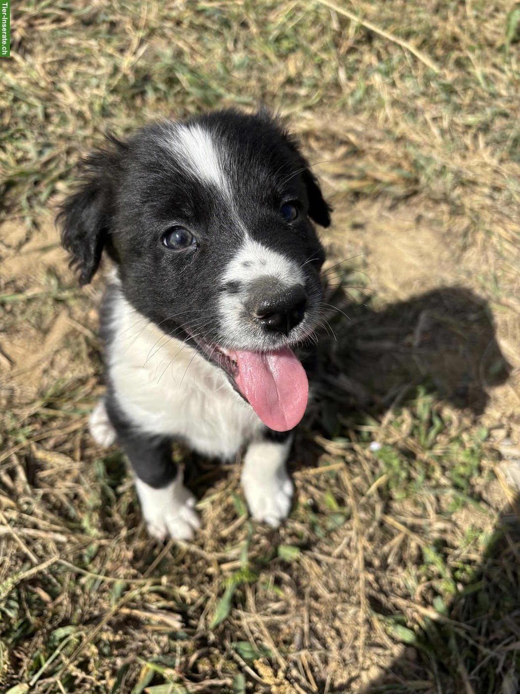 Border Collie Welpen suchen liebevolles Zuhause