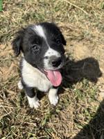 Border Collie Welpen suchen liebevolles Zuhause