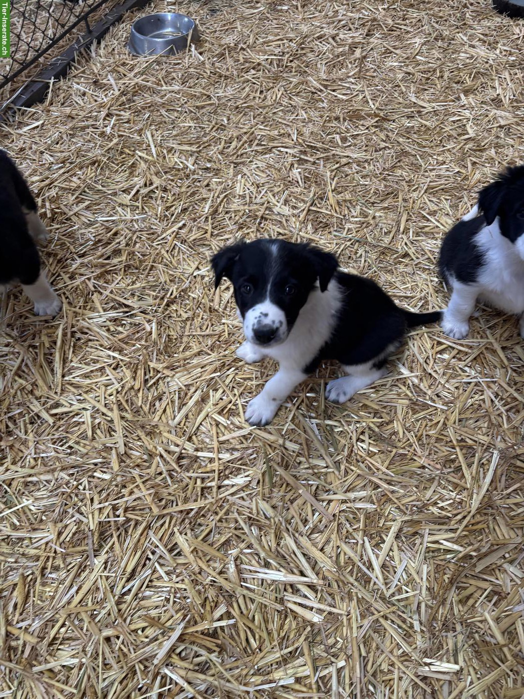 Bild 10: Border Collie Welpen suchen liebevolles Zuhause