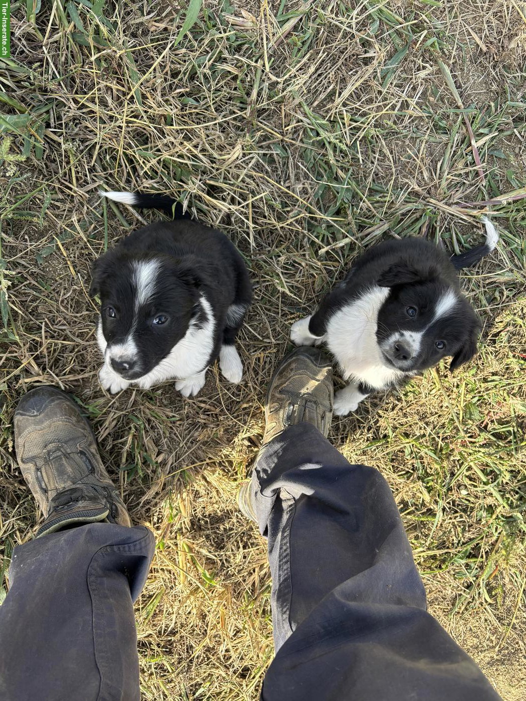 Bild 2: Border Collie Welpen suchen liebevolles Zuhause