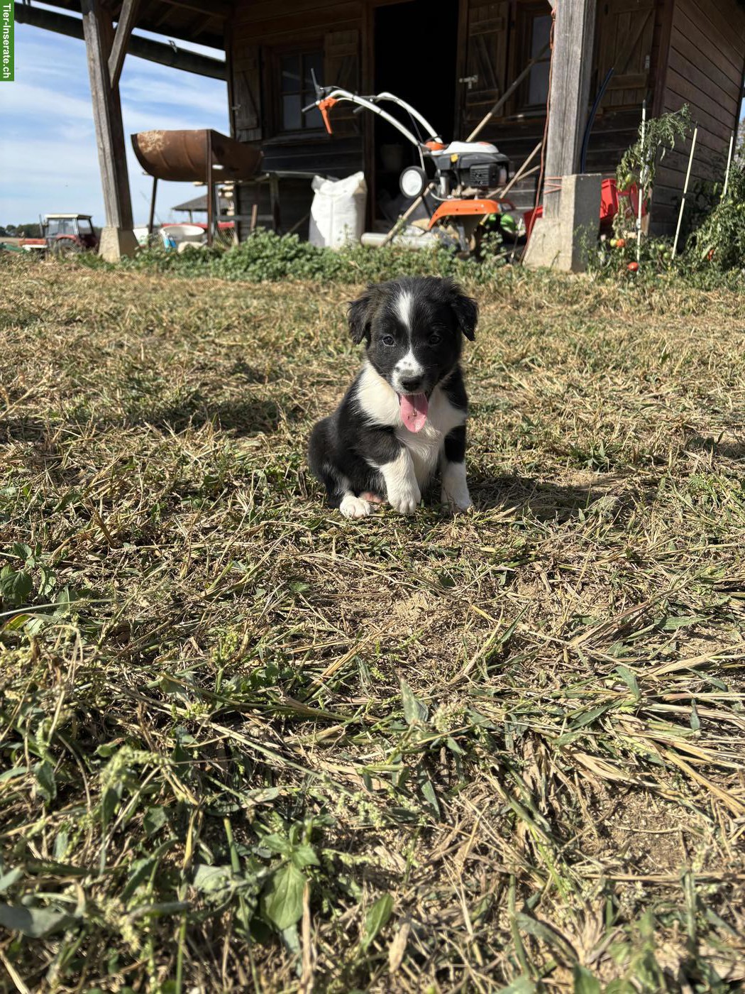 Bild 3: Border Collie Welpen suchen liebevolles Zuhause