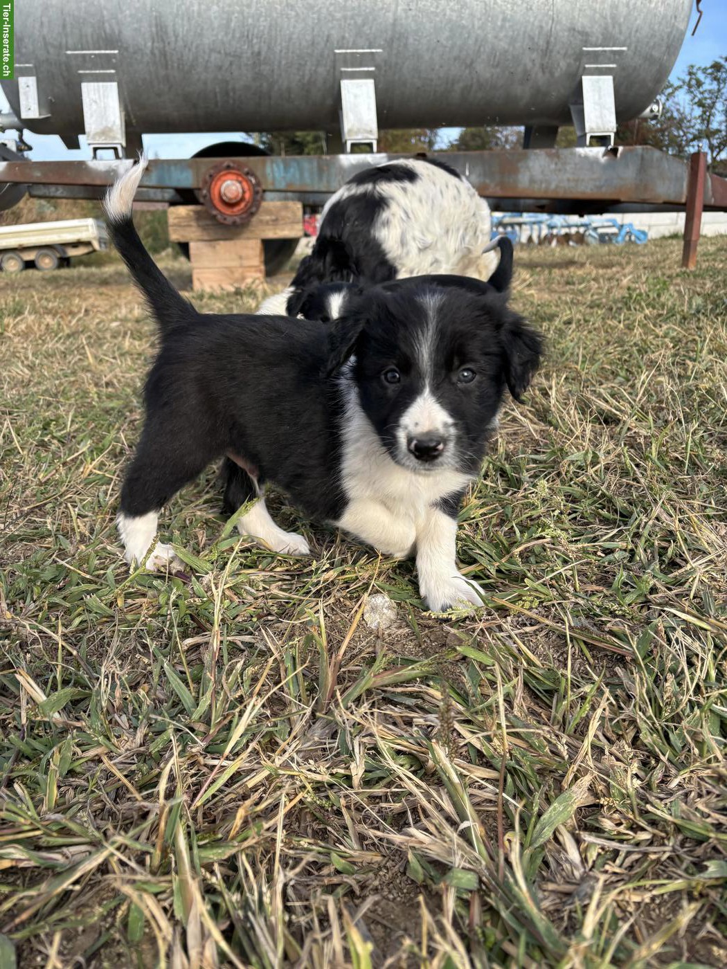 Bild 4: Border Collie Welpen suchen liebevolles Zuhause