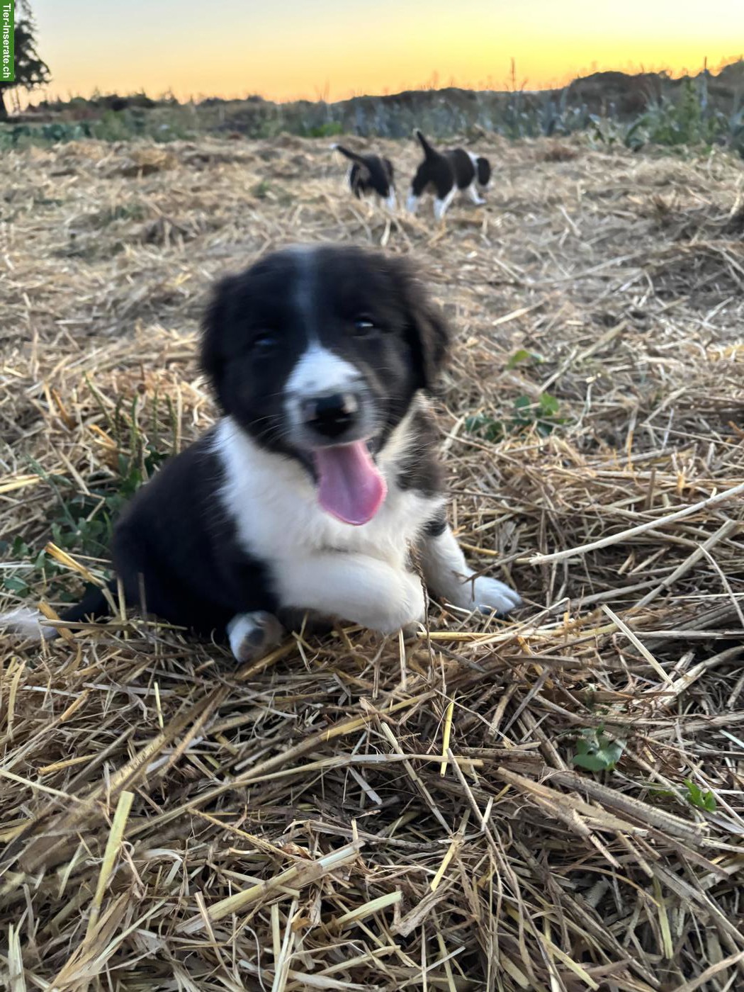 Bild 5: Border Collie Welpen suchen liebevolles Zuhause