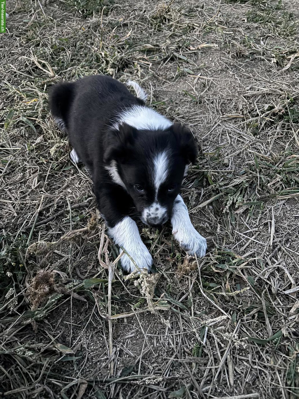 Bild 7: Border Collie Welpen suchen liebevolles Zuhause