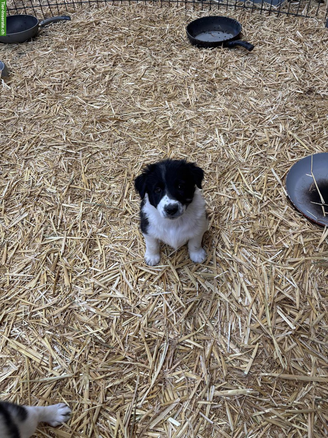 Bild 9: Border Collie Welpen suchen liebevolles Zuhause