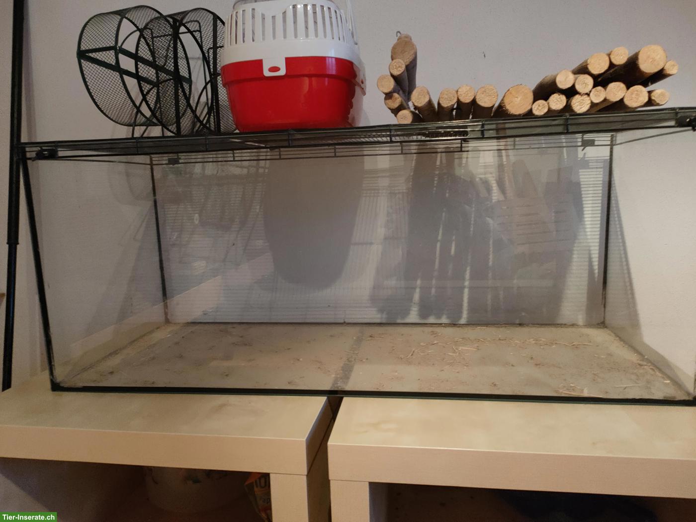 Bild 2: 2 Terrarien und Nagerkäfig zu verkaufen
