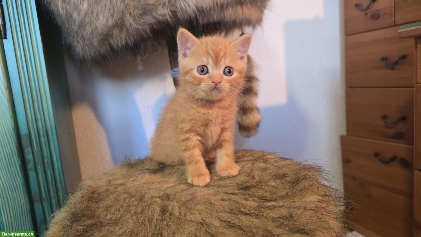 Bild 2: BKH Kitten mit Stammbaum suchen Lebensplatz