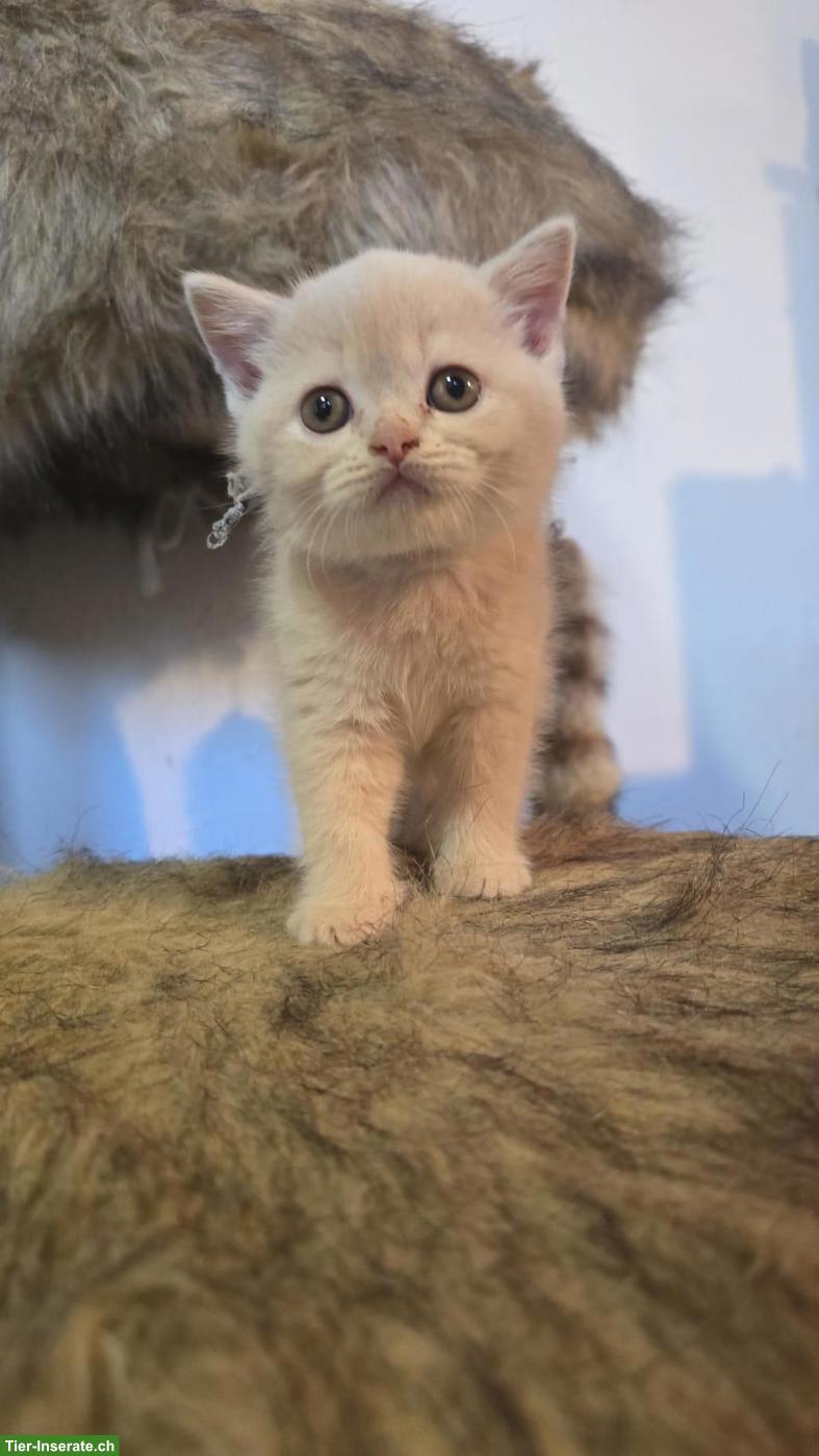 Bild 3: BKH Kitten mit Stammbaum suchen Lebensplatz