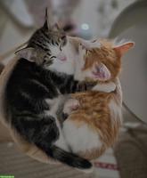 2 Katzen Geschwister suchen ein schönes Zuhause