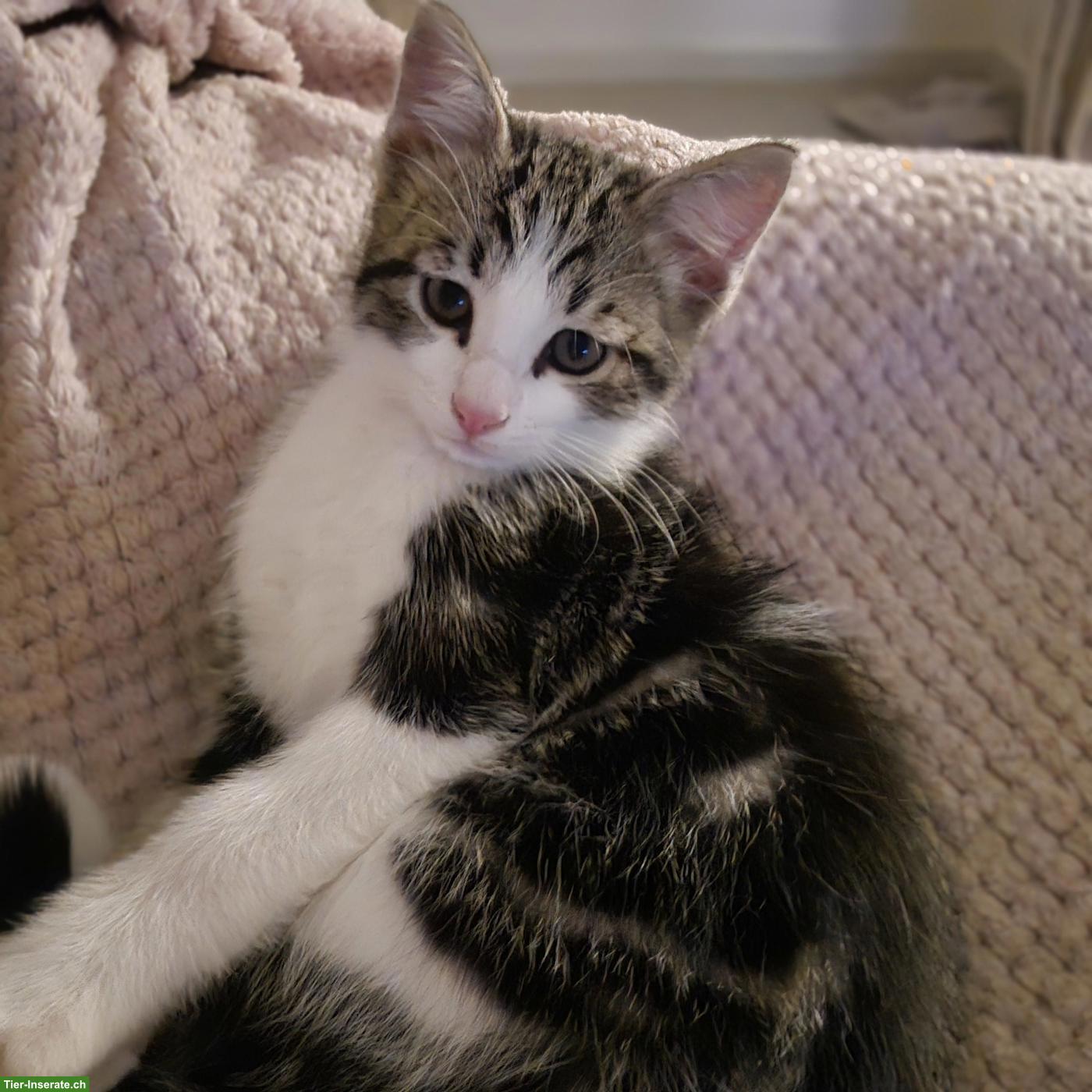 Bild 2: 2 Kitten Geschwister suchen ein schönes Zuhause