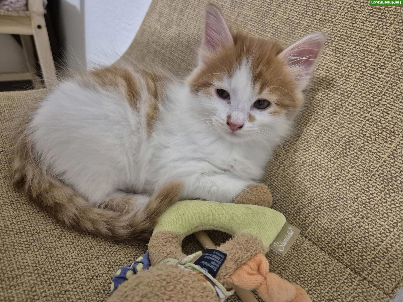 Bild 3: 2 Kitten Geschwister suchen ein schönes Zuhause