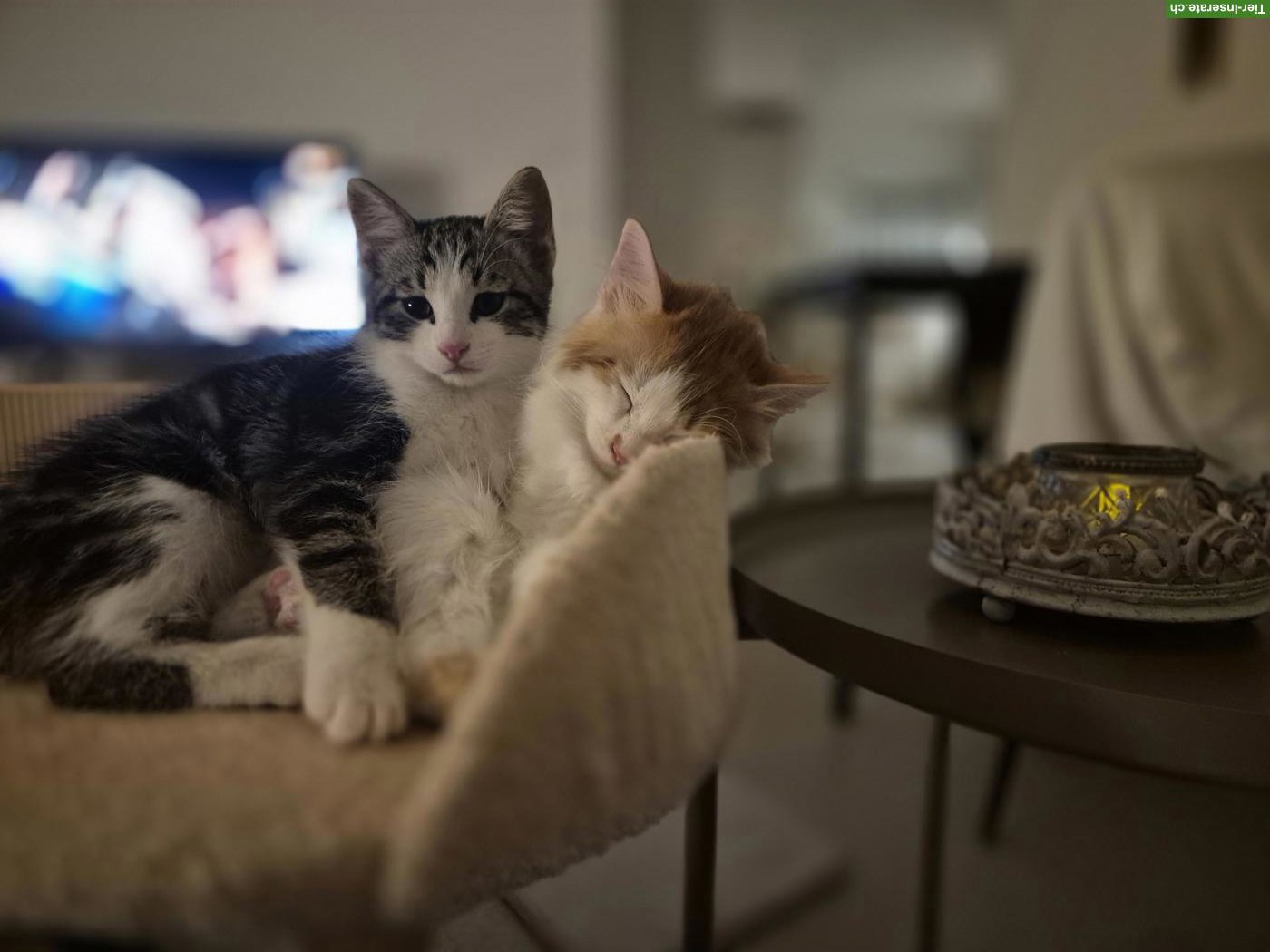 Bild 4: 2 Kitten Geschwister suchen ein schönes Zuhause