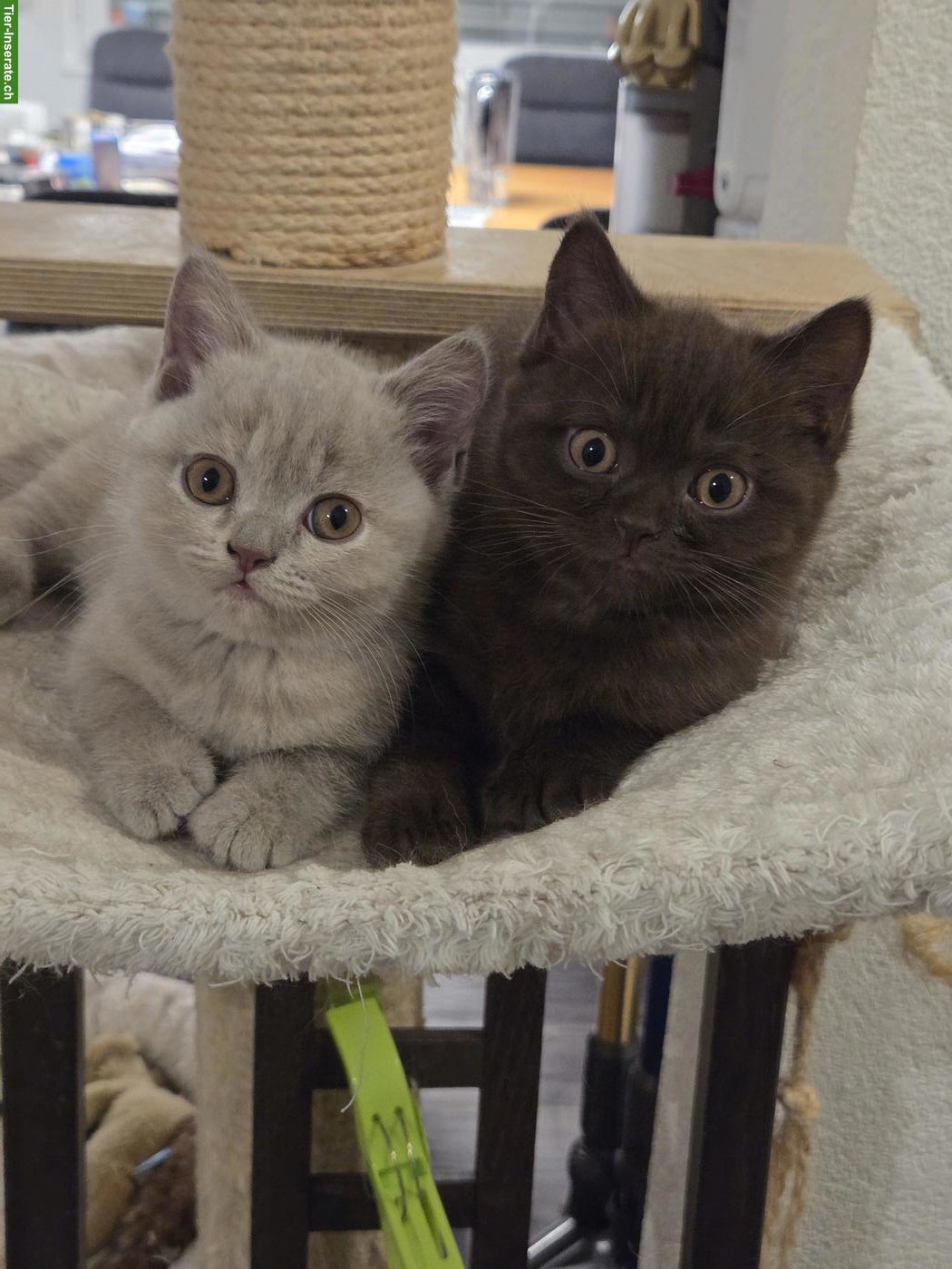 Rassenreine BKH-Kitten, Schmusebärchen suchen dich