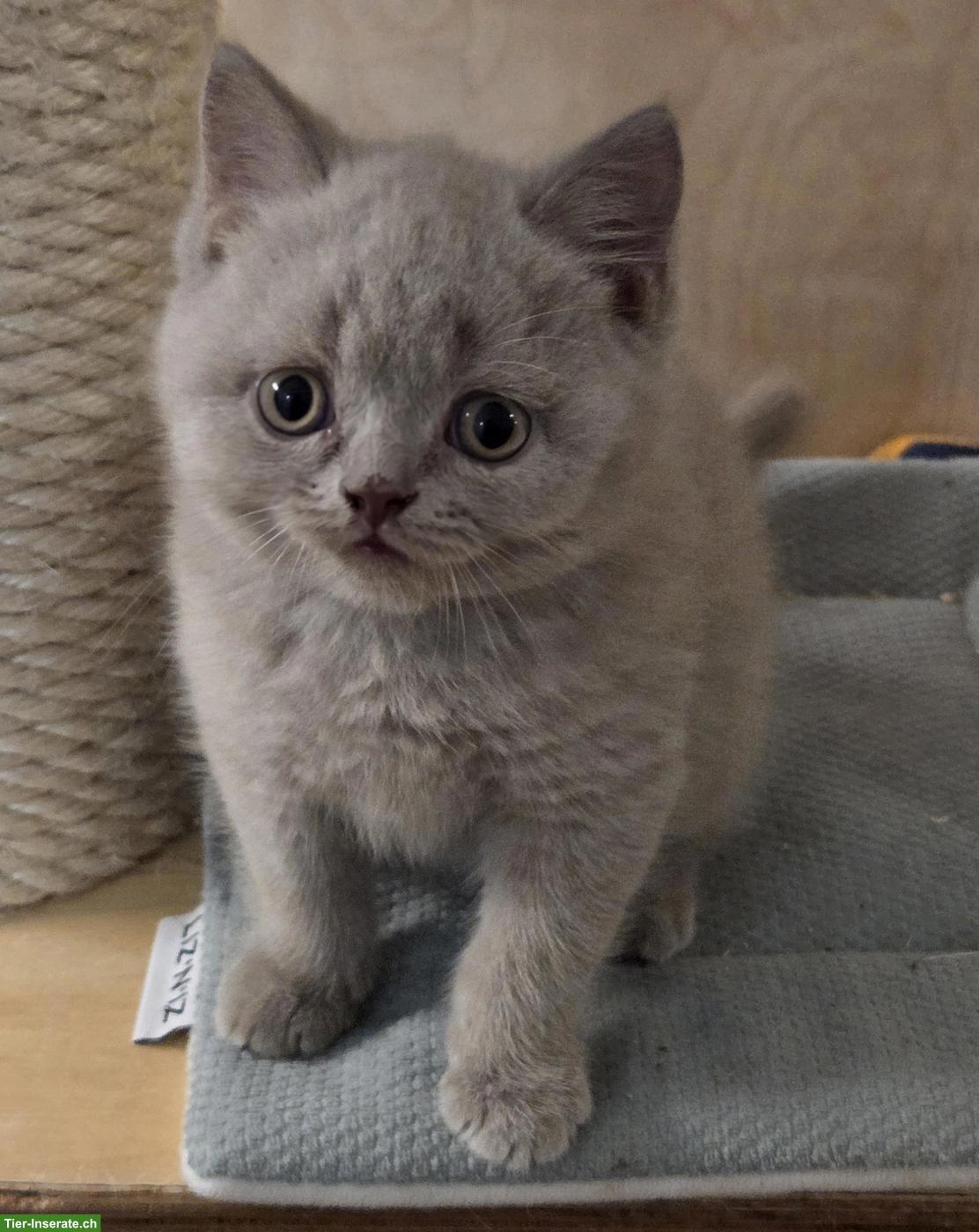 Bild 2: Rassenreine BKH-Kitten, Schmusebärchen suchen dich