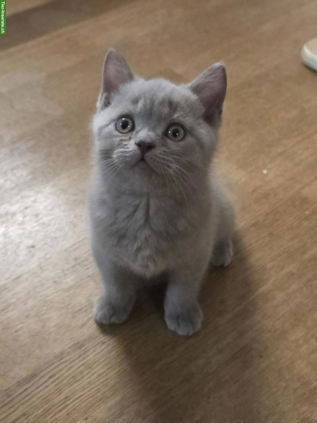 Bild 3: Rassenreine BKH-Kitten, Schmusebärchen suchen dich