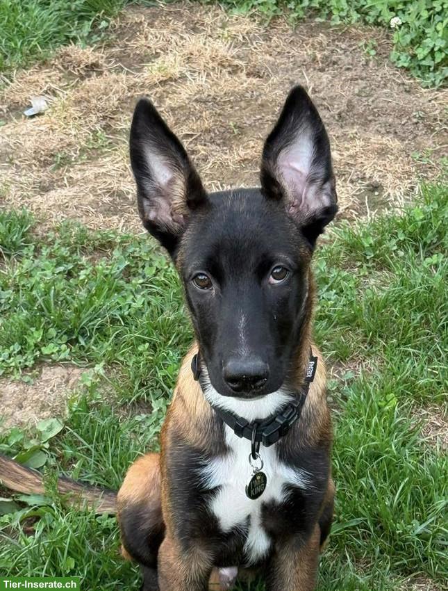 Belgischer Schäferhund Malinois Welpe