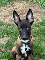 Belgischer Schäferhund Malinois Welpe
