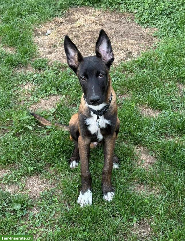 Bild 2: Belgischer Schäferhund Malinois Welpe