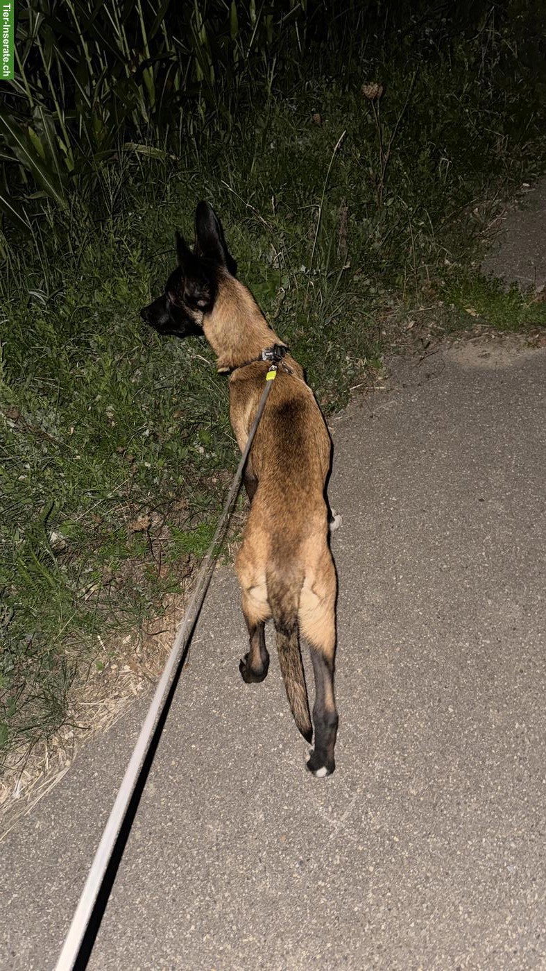Bild 3: Belgischer Schäferhund Malinois Welpe
