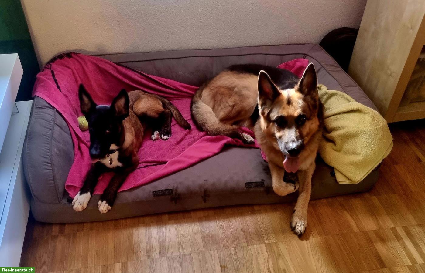 Bild 4: Belgischer Schäferhund Malinois Welpe
