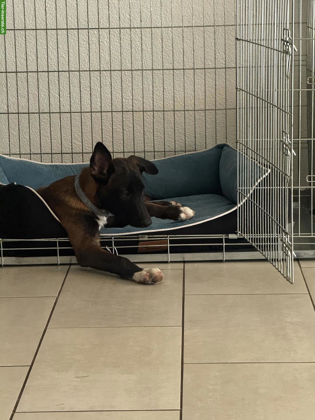 Bild 5: Belgischer Schäferhund Malinois Welpe