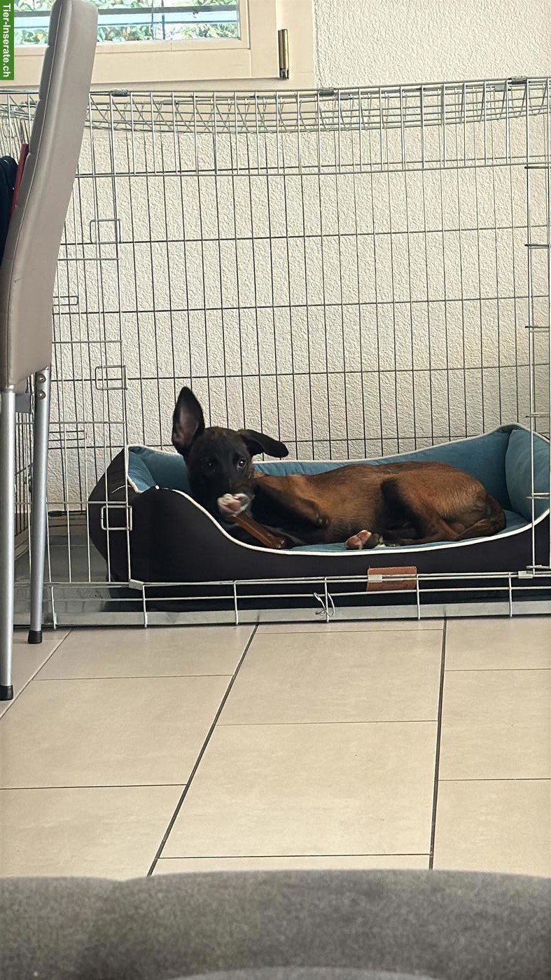 Bild 6: Belgischer Schäferhund Malinois Welpe