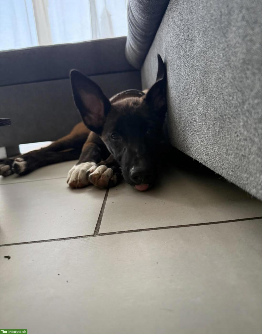Bild 7: Belgischer Schäferhund Malinois Welpe