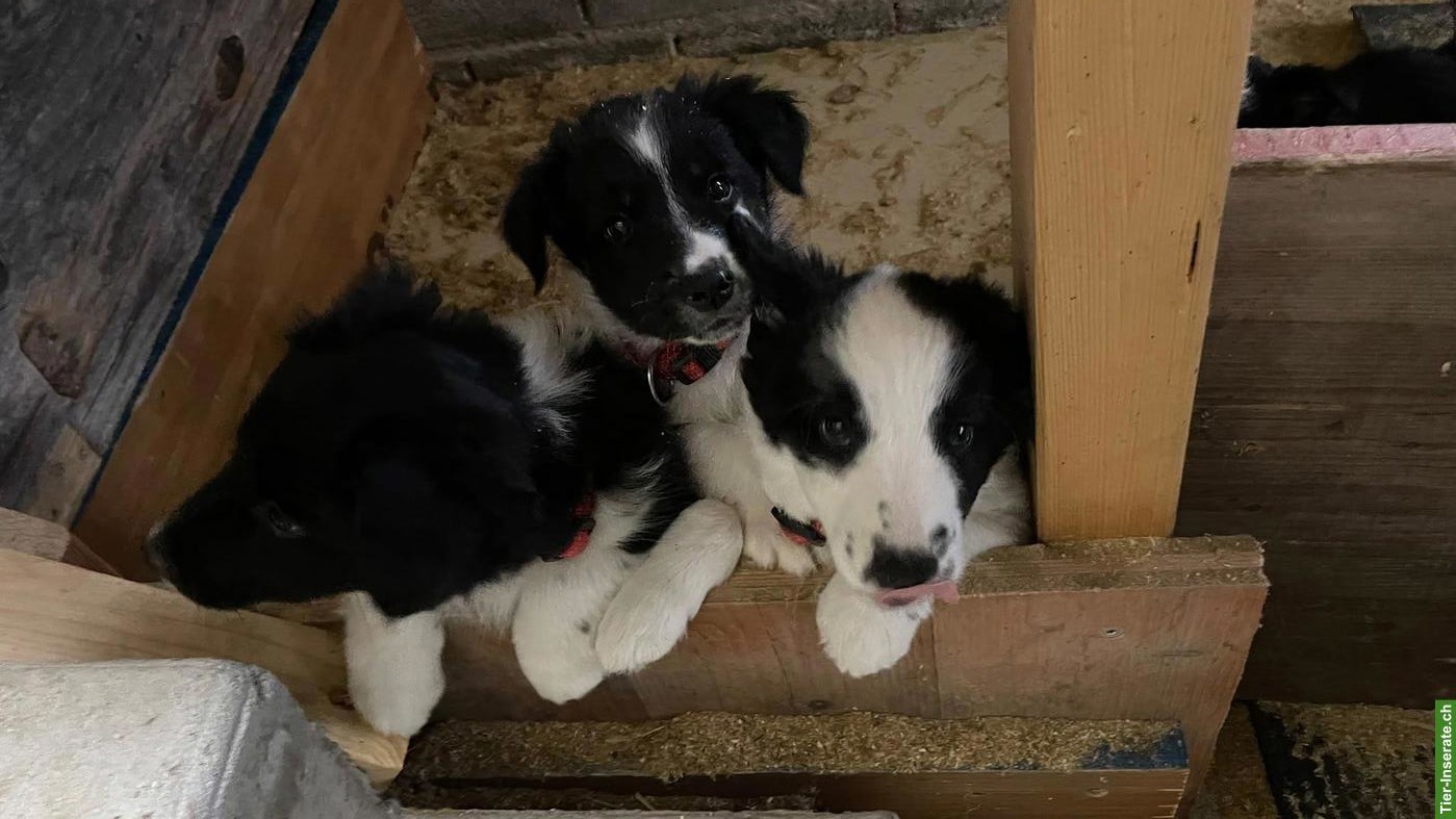 Border Collie x Mini Australian Shepherd Mix Welpen