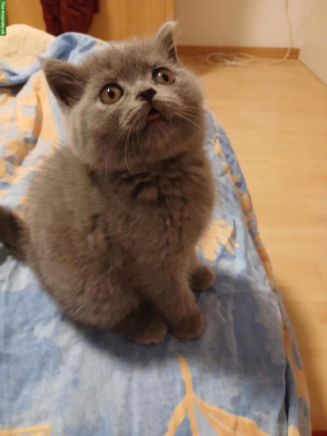 4 BKH und BLH Katzenbabys, männlich und weiblich