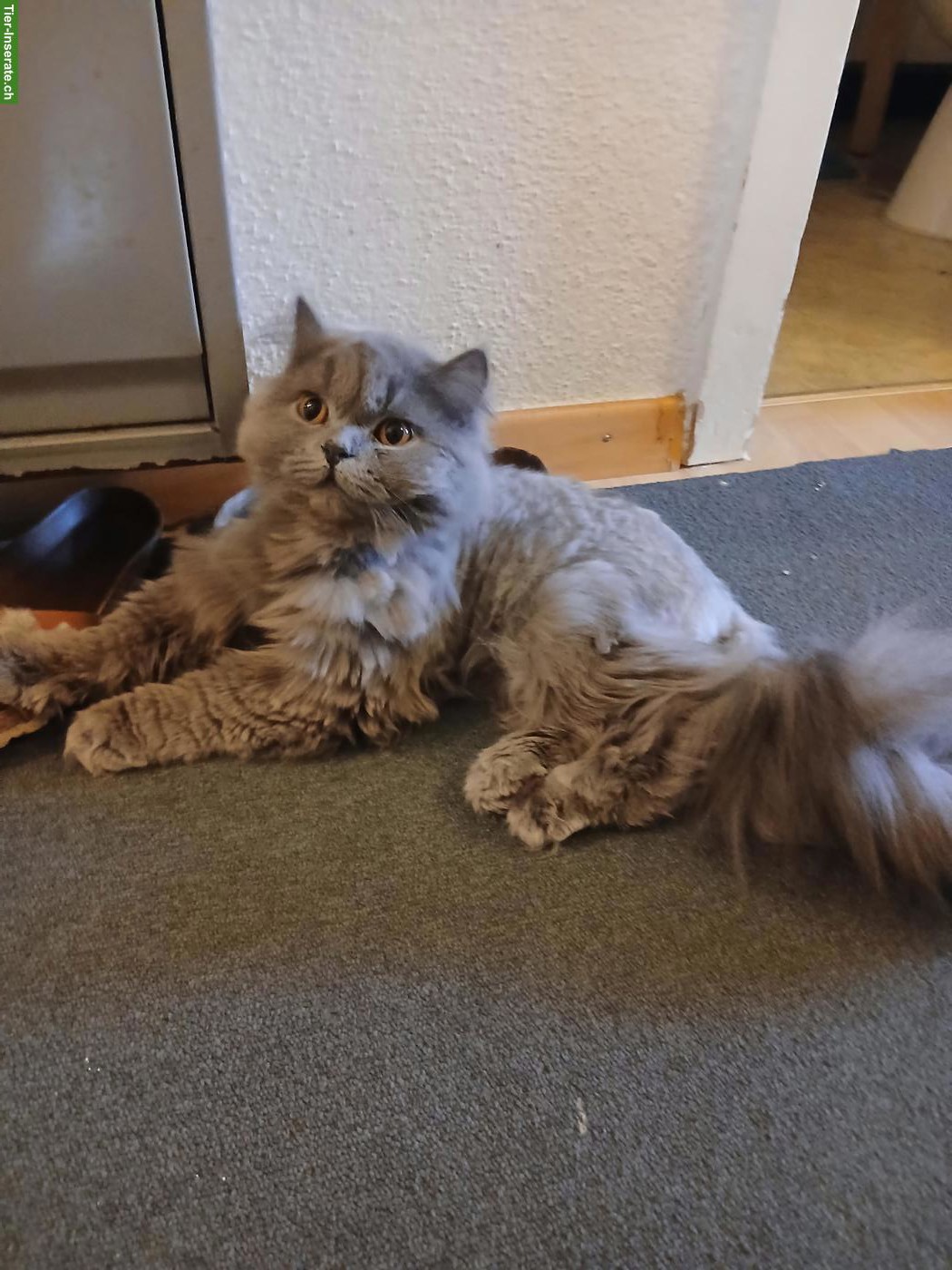 Bild 4: 4 BKH und BLH Katzenbabys, männlich und weiblich