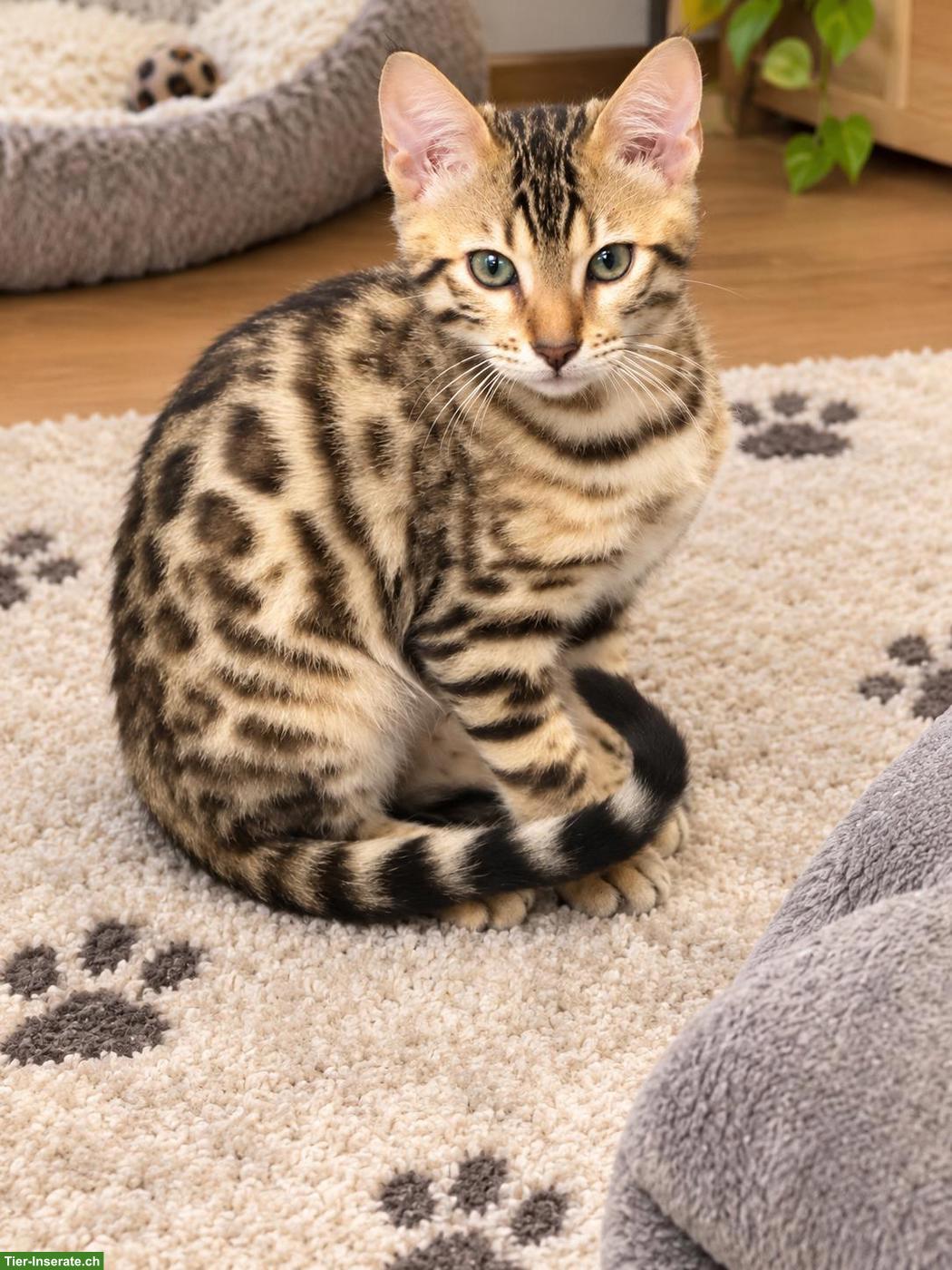 Bengalkitten Silver/Brown Spotted, Kater