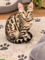 Bengalkitten Silver/Brown Spotted, Kater