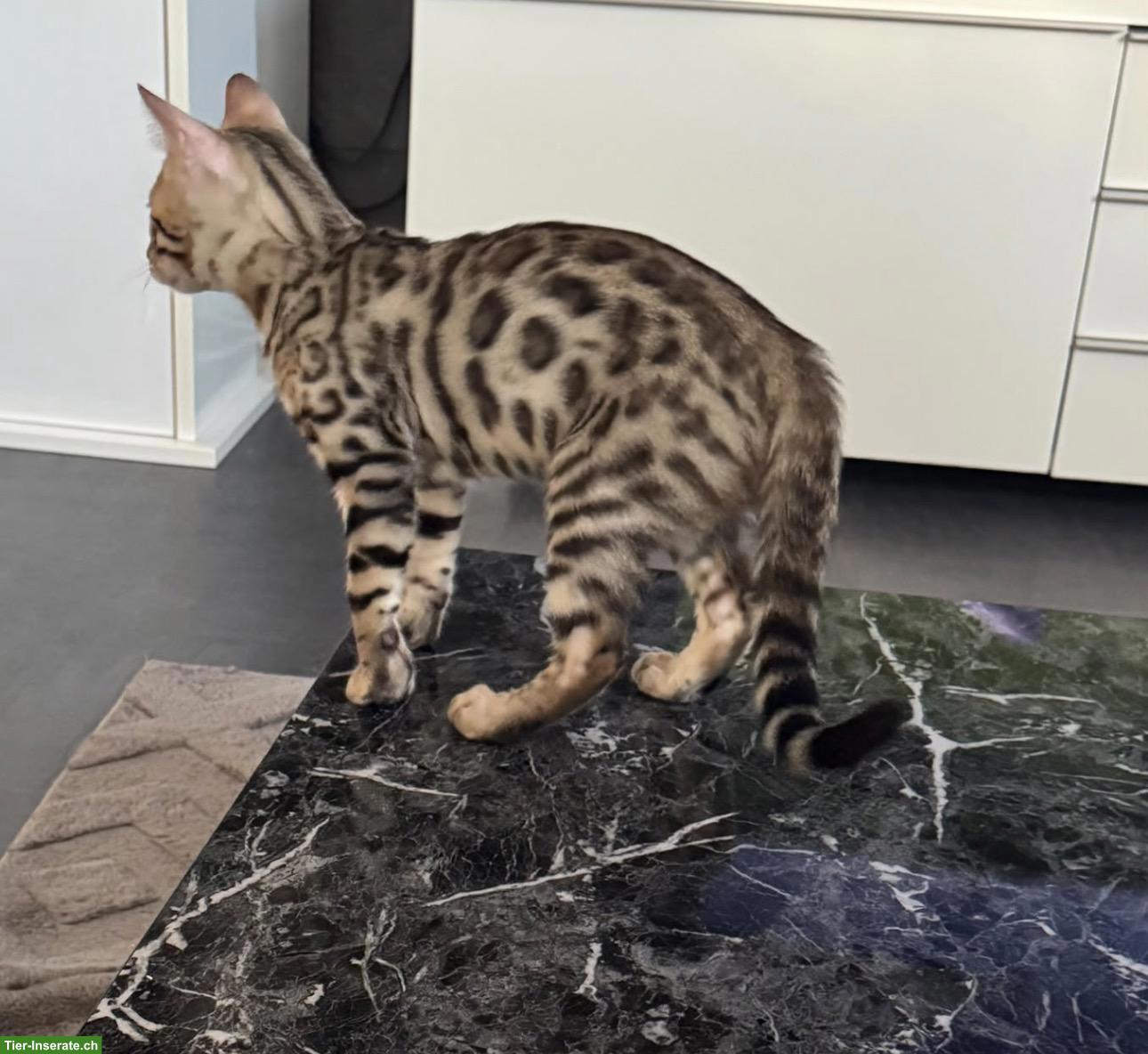 Bild 2: Bengalkitten Silver/Brown Spotted, Kater