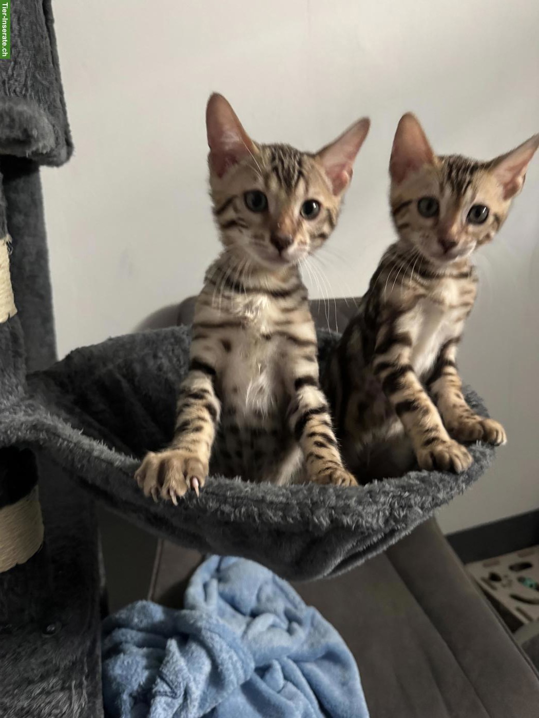 Bild 3: Bengalkitten Silver/Brown Spotted, Kater