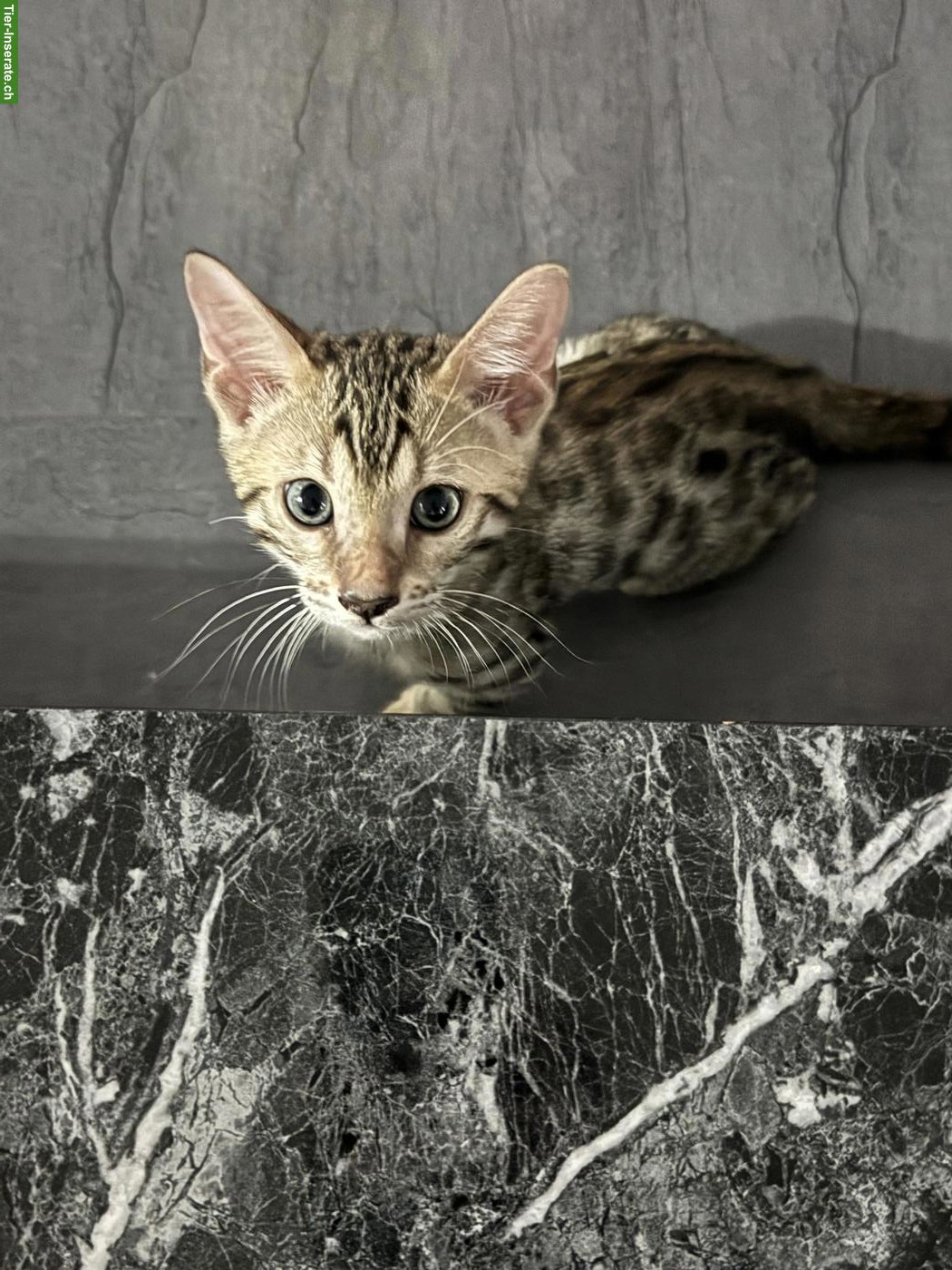Bild 4: Bengalkitten Silver/Brown Spotted, Kater