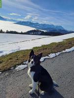 Hundebetreuung, Hundespaziergang